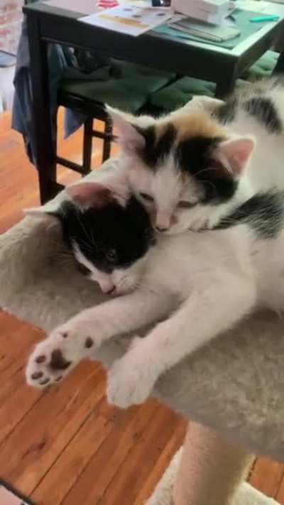 do you think they love each other? 🤔