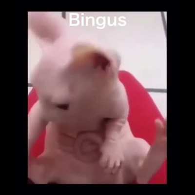 I searched up bingus