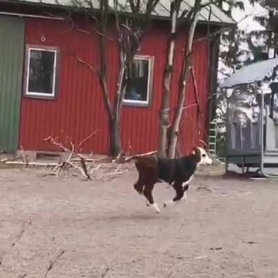 He’s truckin’