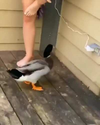 Pato maluco (sdds pato da area de trabalho do juse BibleThump)