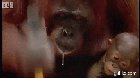 YouTubers trying to somehow make a 10 minute video out of 30 seconds of new footage, and me watching intently anyway bc it's animal crossing