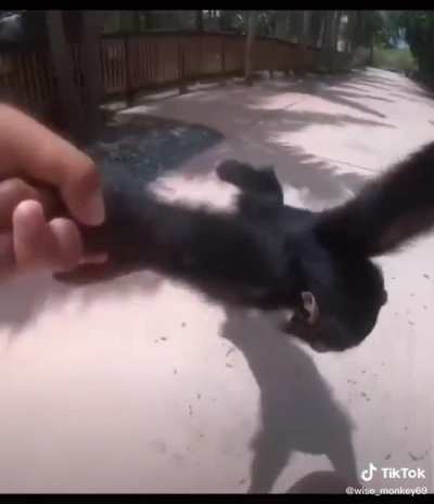 macaco