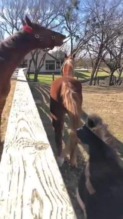 Just hold your horses✋🐴