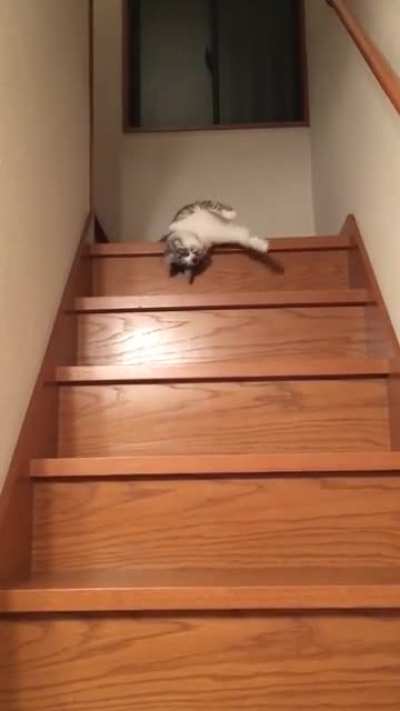 Lazy cat