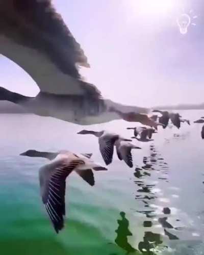 Geese making new friends