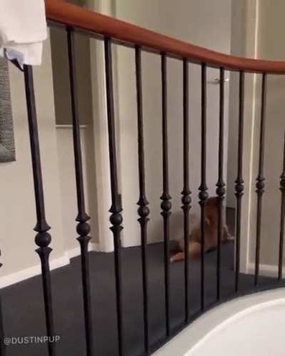 Dog makes fun of Corgi pup's walk