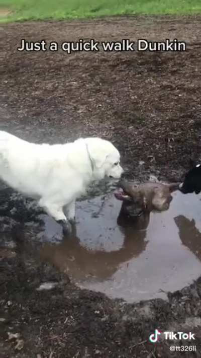 A nice mud bath