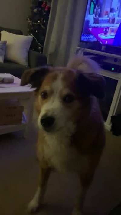 Dog won’t let me get a cat that I want so badly.