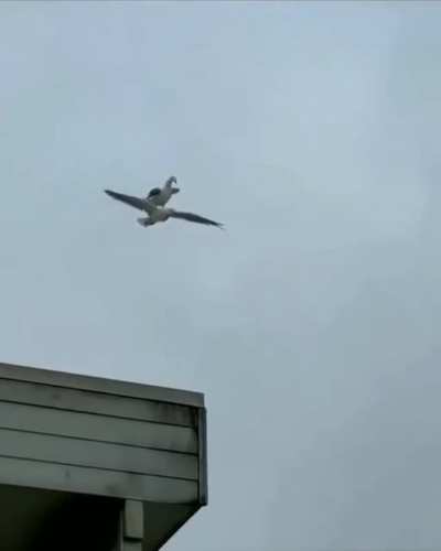 Drone low on battery being recharged mid-air. Highly risky manouver. I imagine they are clapping in the control center like they did after faking the moonlanding.