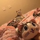No! Leave my baby alone!