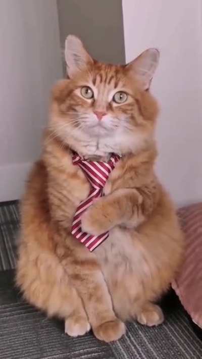 What a distinguished gentleman!