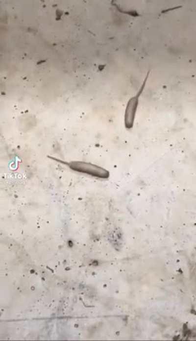 Forbidden Corndogs