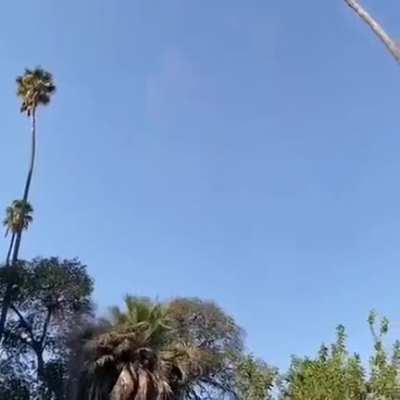 Going out on a limb