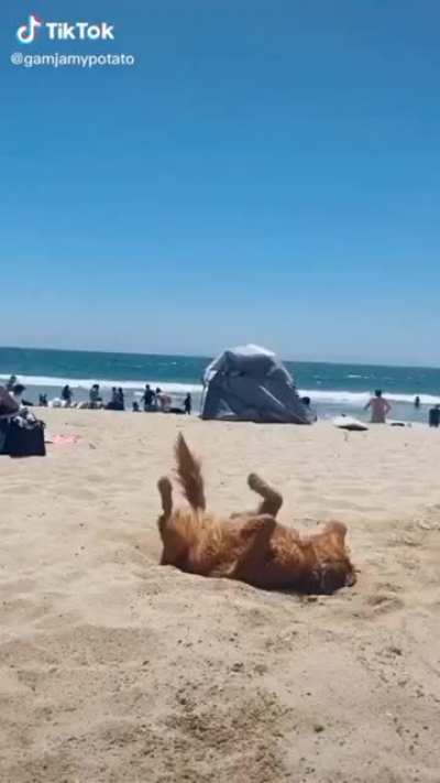 Video idea: Make dogs be able to dance in Minecraft