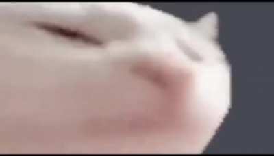 Desde cuando los gatos tienen ese ritmo?
