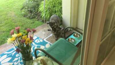 Last summer, momma brought her rambunctious baby to the dinner bowl...the one meant for the cats of course. I almost passed out from cuteness overload.