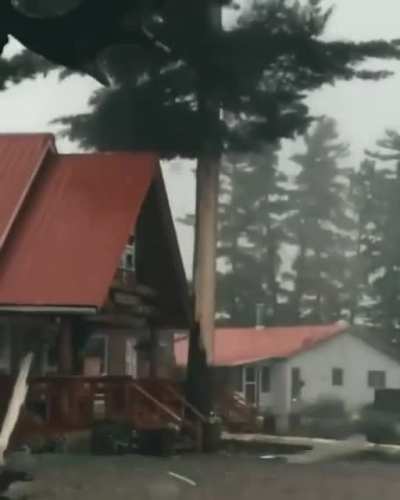Zeus was angry with this tree