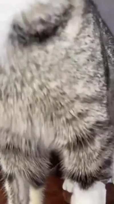 Коты защитят мир