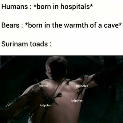 Surinam toads give birth through their backs