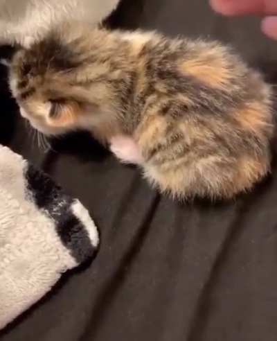 Dramatic kitteh