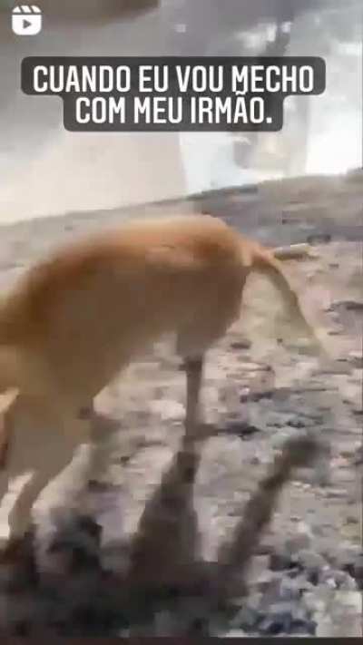 Cuando eu vou mecher com meu irmão