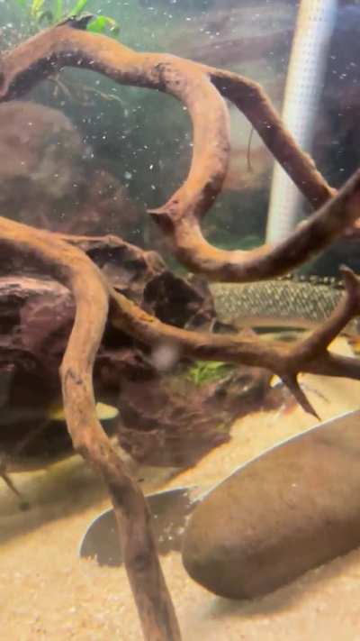 Unknown species??