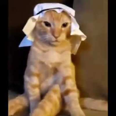 Gato arabe 😎🙏💸💸