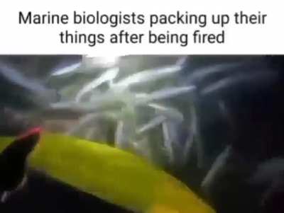 Jotaro after being fired from his current position