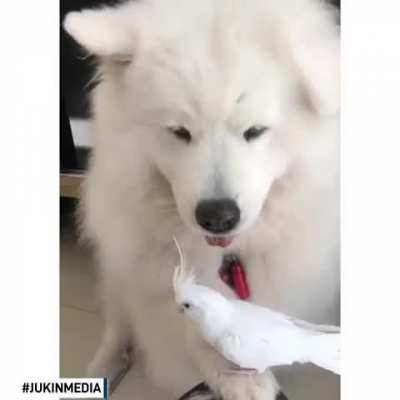 Dog offered their paw and gently held their owner's pet bird
