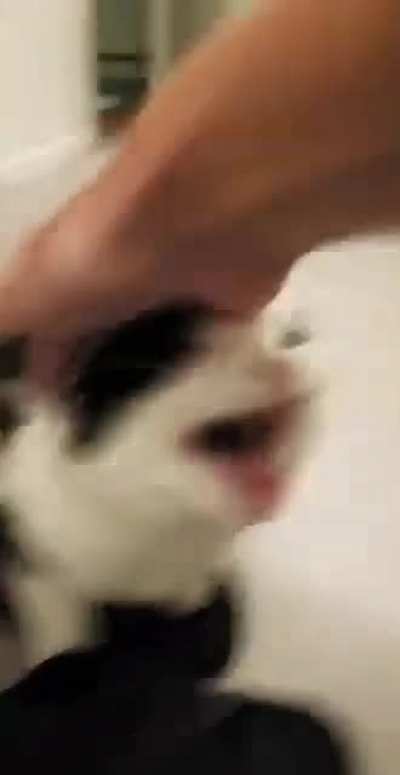 meow channel