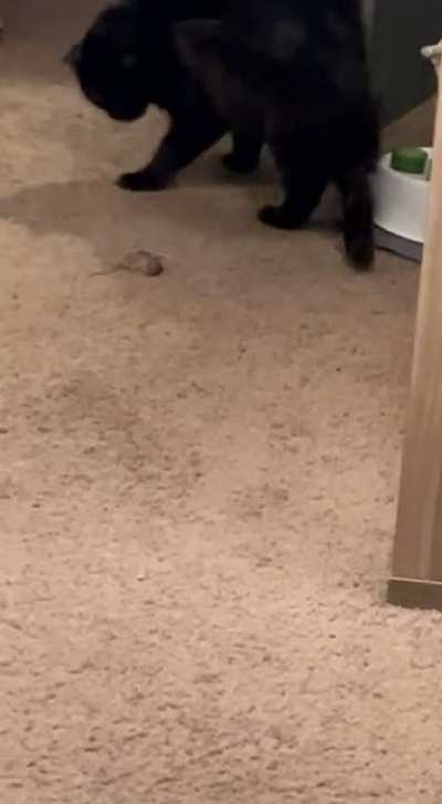 Not on the carpet