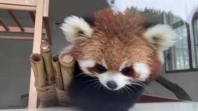 Red panda Nannan giving her paws a little lick