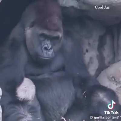 Unexpected roomates: Silverback Gorilla & Duiker