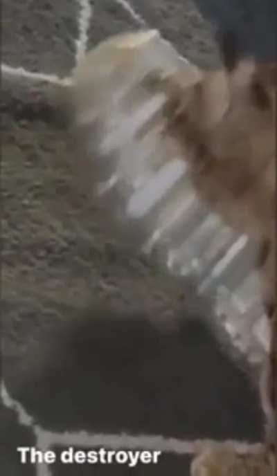 Moldy cat
