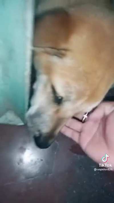 Dog ver.