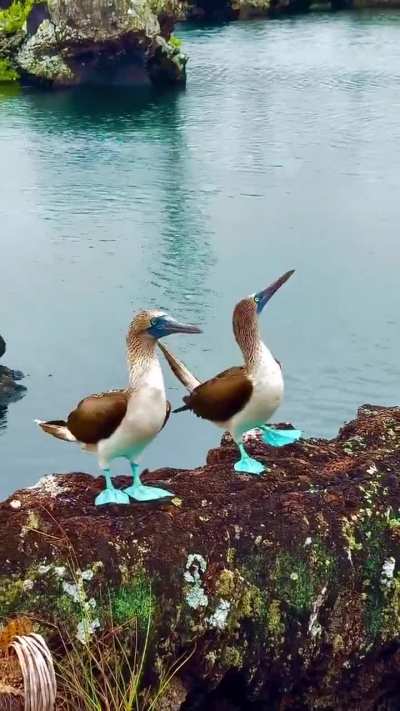 🔥 Blue-footed Booby.