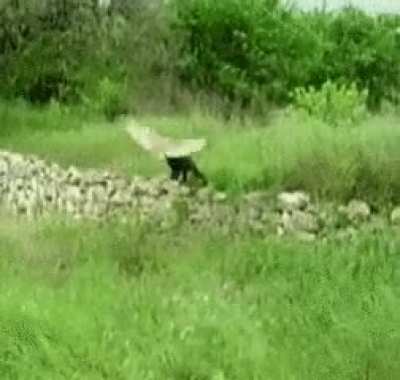 Cat and Owl are Friends