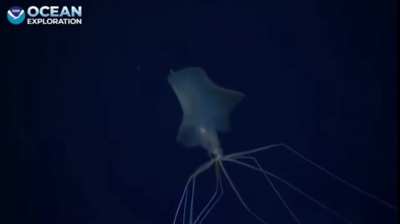New, excel<wbr>lent-<wbr>quali<wbr>ty footage of a Big Fin squid caught by Megan McCuller