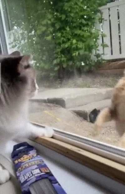 Sneak attack failed