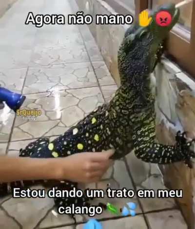 calango
