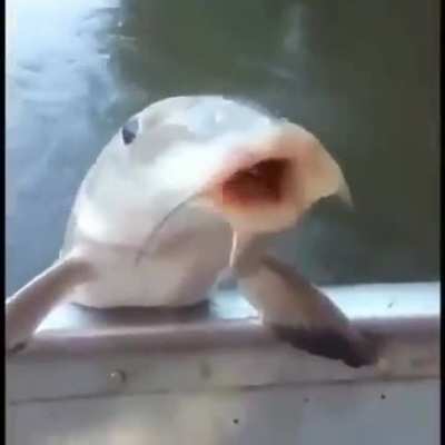 Skol geladinha hmmmm