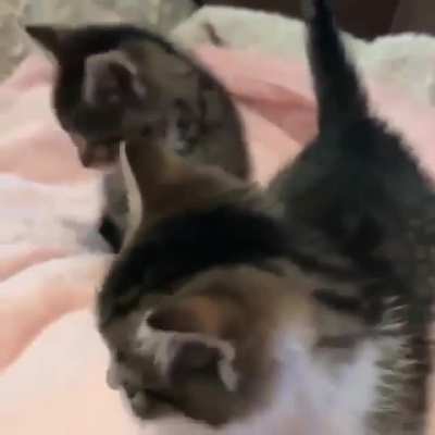 Fluffy and Cute
