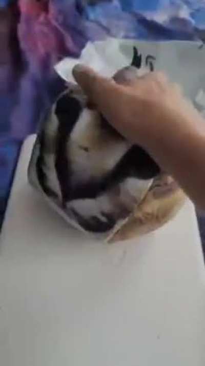 big floppa cube