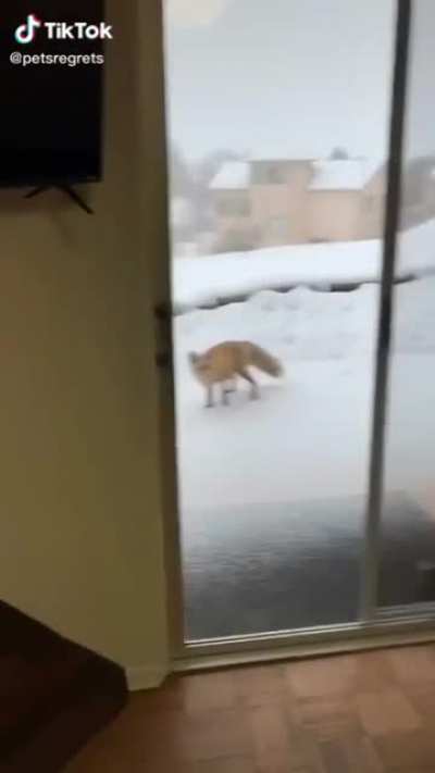 Gard Dog do protec ,