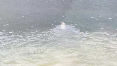 Chase doesn’t care that the water is freezing!