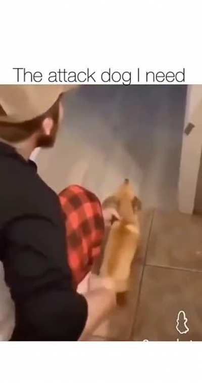 The perfect guard dog