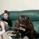 Orion, The hellhound