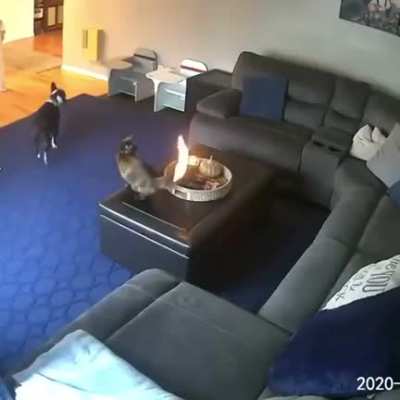 Hmm, Is that my tail on fire?