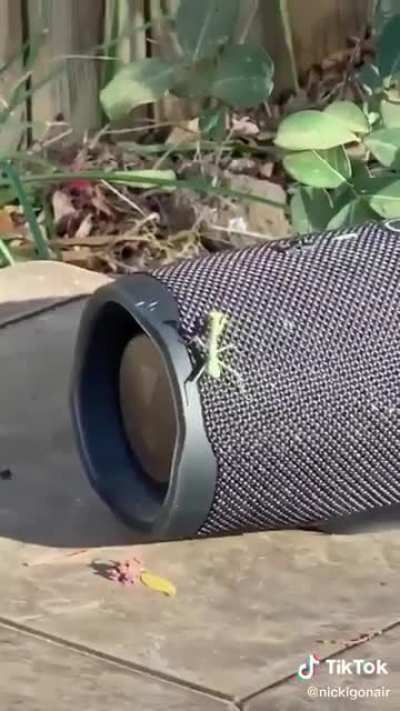 Mantis be vibin
