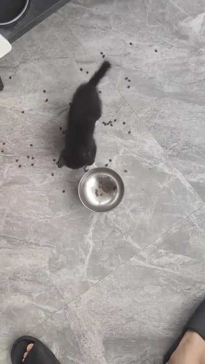 cat-os